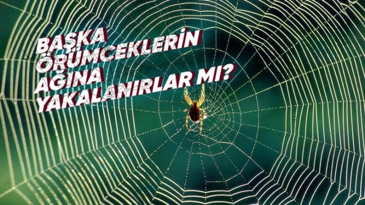 Örümcekler, Neden Kendi Ağlarına Yakalanmazlar?