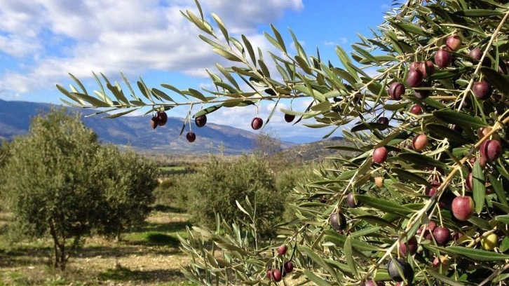 Osmancık'ta zeytin yetiştiriciliğine ilgi her geçen gün artıyor