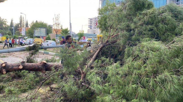 Osmaniye’de şiddetli fırtına çatıları uçurdu, ağaçları kökünden söktü