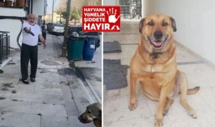 ‘Paşa’ isimli köpeği öldüren sanığa 5 yıl 9 ay hapis cezası