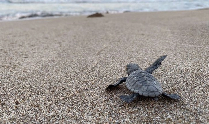 Patara'da 17 bin yavru caretta caretta denizle buluştu