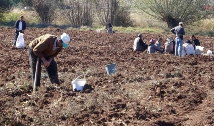 Patates bile alınamaz oldu: Tarlaya akın ettiler