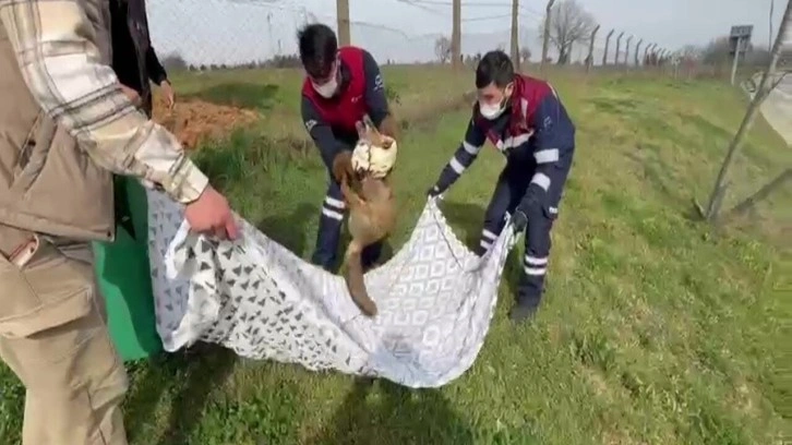 Pendik’te yaralı tilkinin imdadına belediye ekipleri yetişti