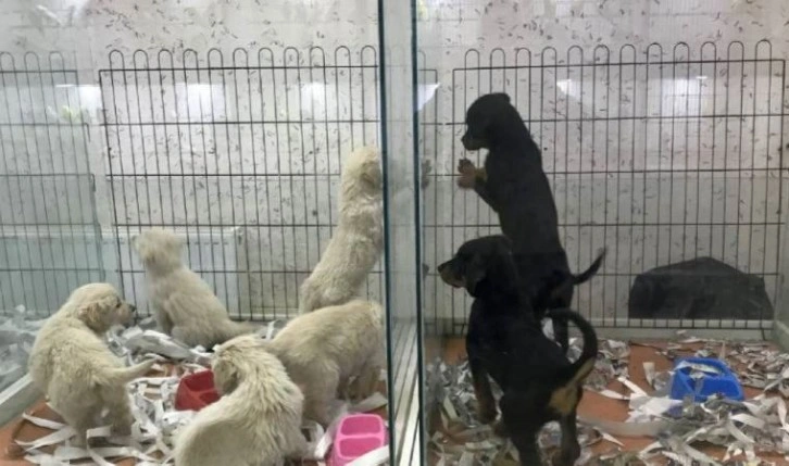 Petshoplar, Kasaplar Odası'na bağlandı!