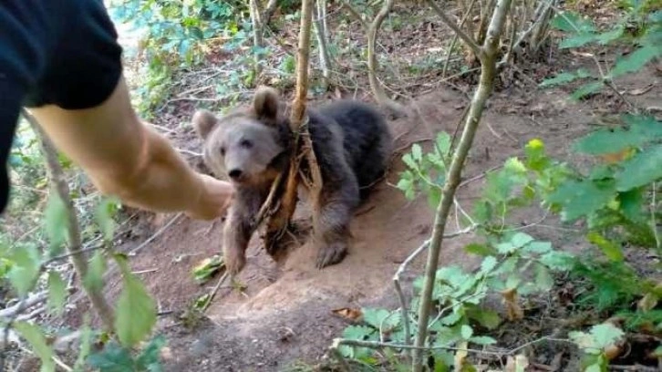 Rize'de fındık bahçesine giren boz ayı çelik tele takıldı