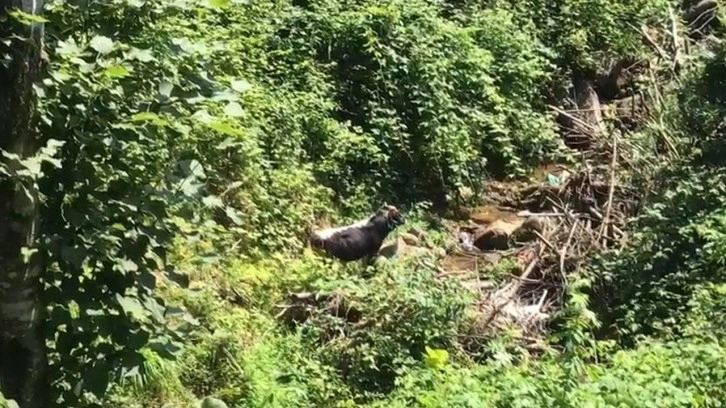 Rize’de kaçan boğa sahibini hastanelik etti