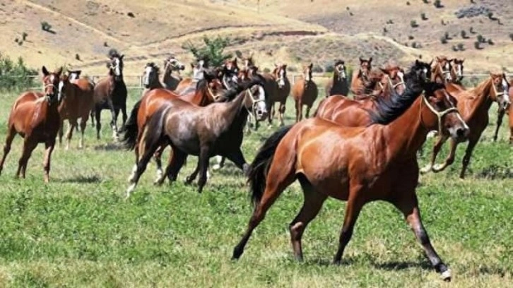 Safkan Arap taylar satışa çıkıyor: Milyonlarca TL gelir bekleniyor