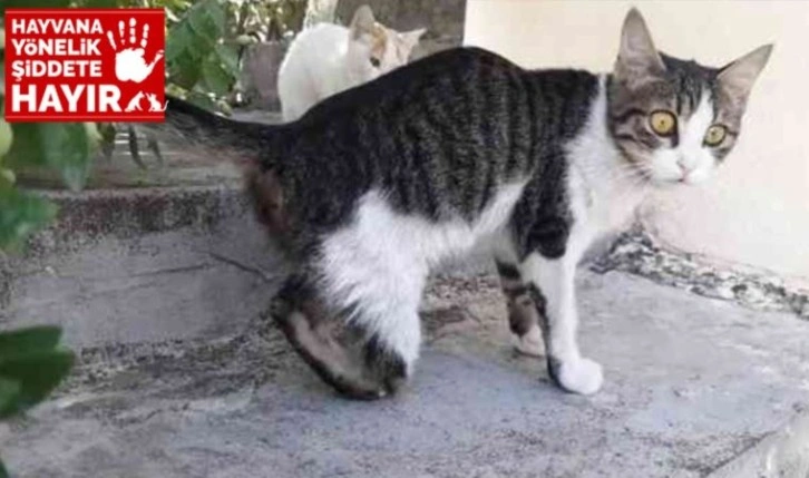 Sağ ayakları kesilmişti: Kedi vahşetine soruşturma!