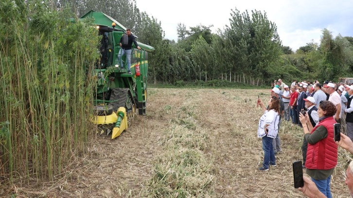 Samsun'da kenevir hasadı törenle başladı