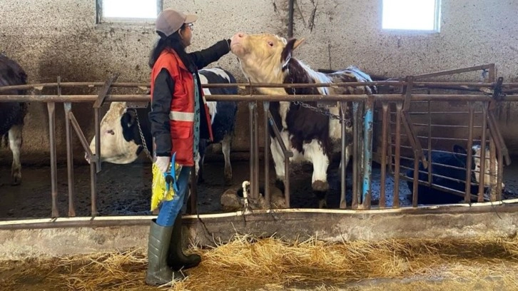 Sandıklı’da hayvanlarda şap aşılaması tamamlandı