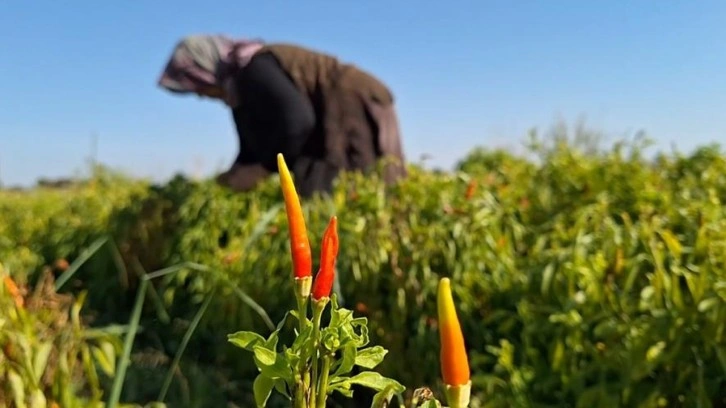 Şanlıurfa’da ilk kez ekilen ürün çiftçinin yüzünü güldürdü