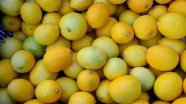 Sezonun ilk limonları 15 Eylül'de ihracat yolcusu