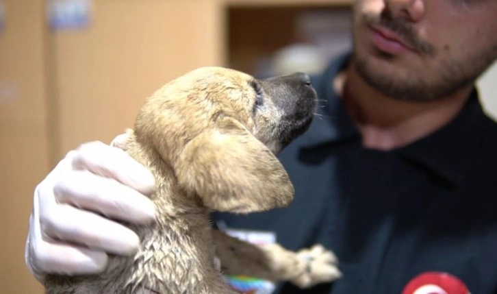 Sıcak asfalta bırakılan 7 yavru köpekten 2'si öldü