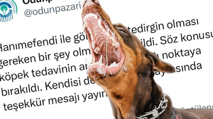 Şikayet edilen köpeği tekrar aynı yere bıraktılar! CHP'li belediye kanunu çiğnedi