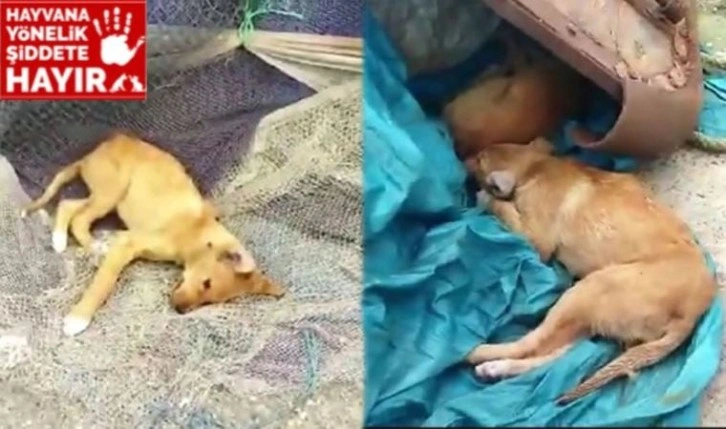 Sinop'ta köpek katliamı: 'Çok acil yardım istiyoruz'