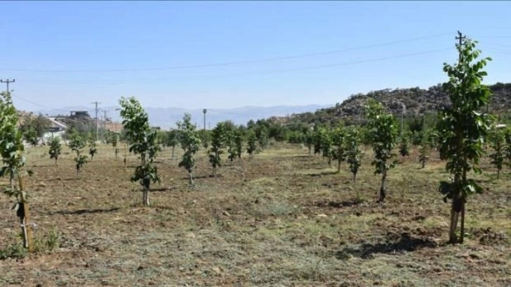 Şırnak'ta devlet desteğiyle aşılanan fıstık ve ceviz ağaçları üreticiye gelir olacak