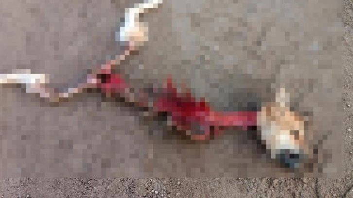 Sivas'ta dehşete düşüren olay! Köpekten geriye başı, iskeleti ve ayakları kaldı