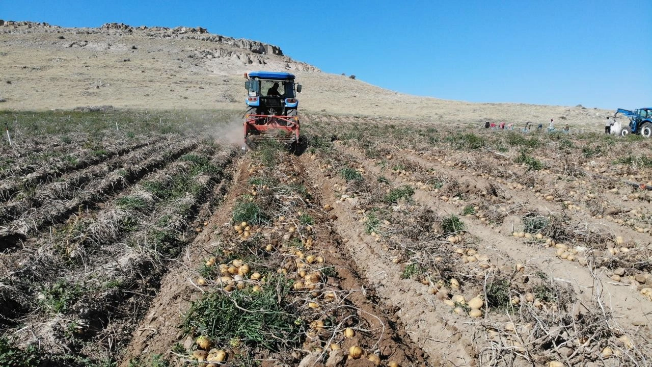 Sofraların vazgeçilmezi patates tarlada 2, pazarda 10 lira