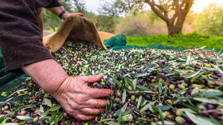 Sofralık zeytin ihracatı 100 bin tonu aştı!