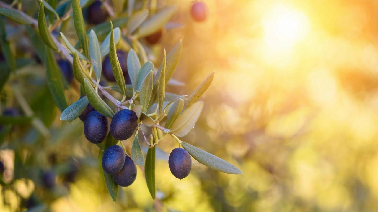 Sofralık zeytin ihracatında tarihi rekor