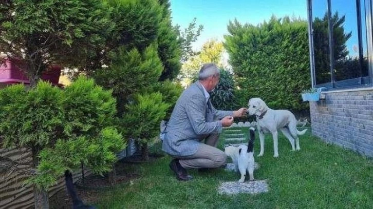 Sokak hayvanları için emsal karar: Çarptığı köpek için verdiği hukuk mücadelesini kazandı