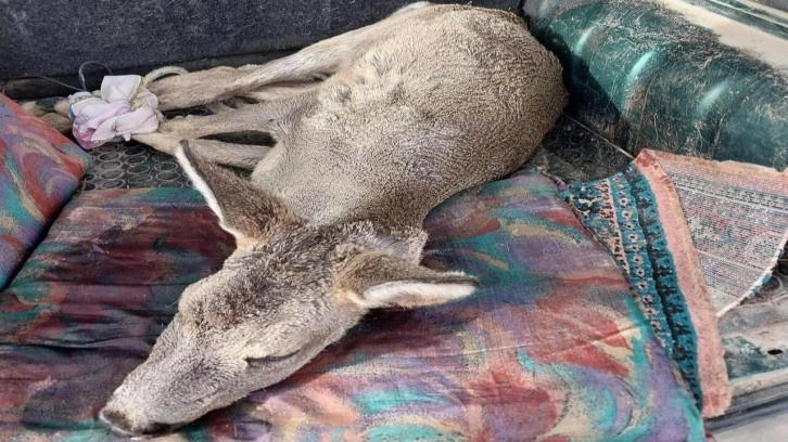 Sokak köpekleri tarafından saldırıya uğrayan karaca tedavi altına alındı