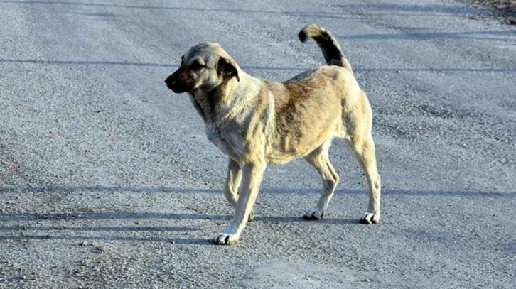 Sokak köpeklerinin yerini gösteren Havrita uygulamasına erişim engellendi