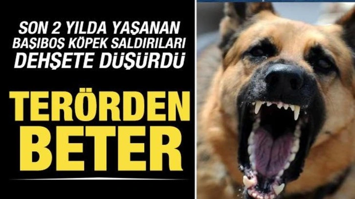 Son iki yılda 4 bin 269 köpek saldırısı kayıtlara geçti