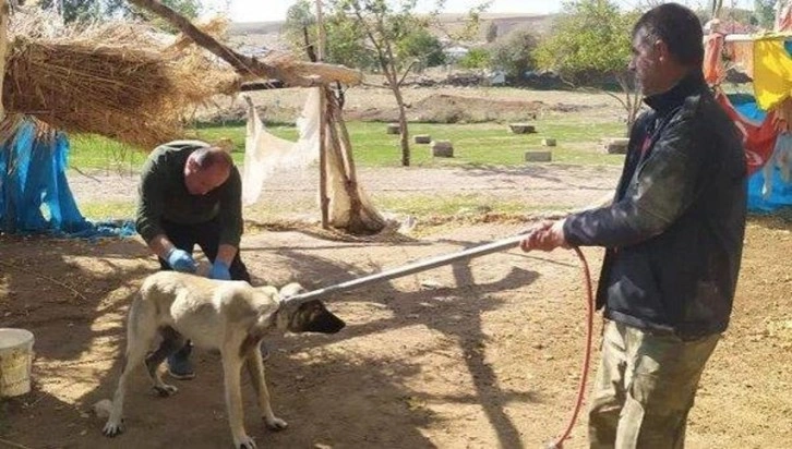 Sudan korkmak kuduz belirtisi mi, kuduzlar neden sudan korkar?