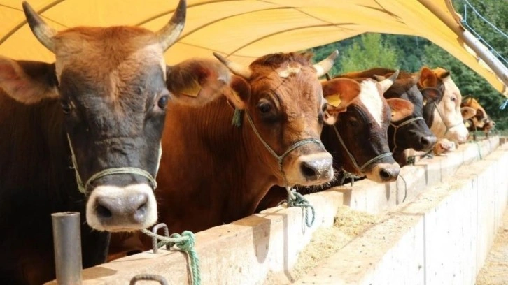 Tarım Cebimde uygulaması kullanıma açıldı... İlk uyarı yapıldı!