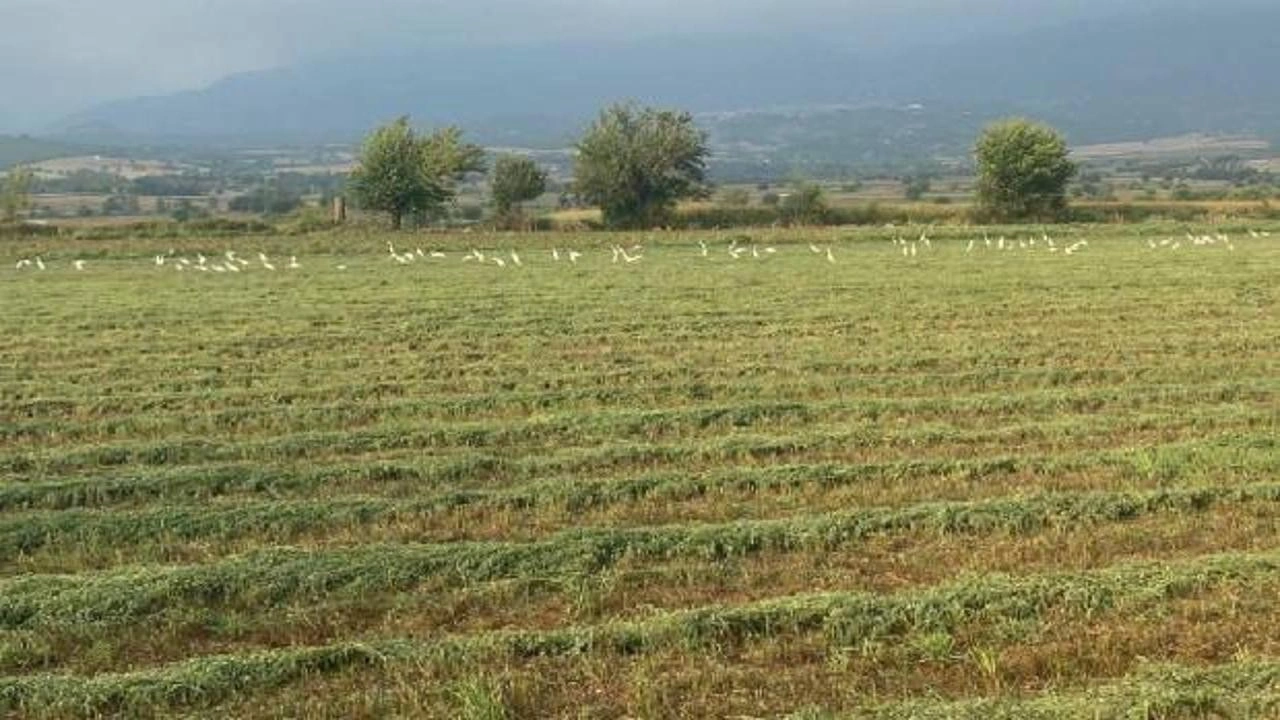 TARSİM hasar fazlası destek primleri belli oldu