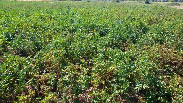 Tavşanlı’da patates üretimi yapılan alanlarda hastalık ve zararlı surveyleri yapıldı