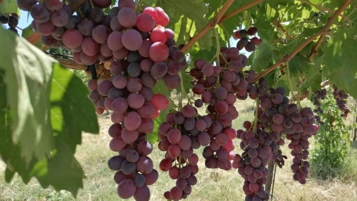 Tekirdağ'da yeni üzüm çeşitleri geliştiriliyor