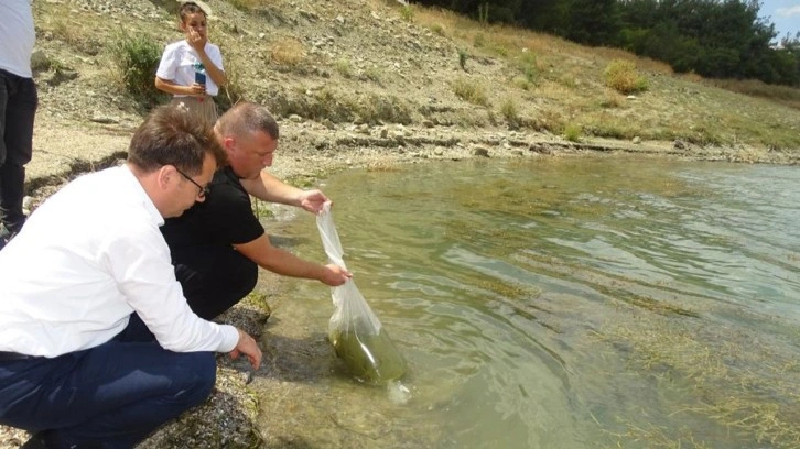 Tekirdağ’da göletlere yarım milyon sazan salındı!