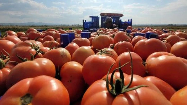 Ticaret Bakanlığı'ndan domateslerin çöpe dökülmesi sonrası flaş ceza