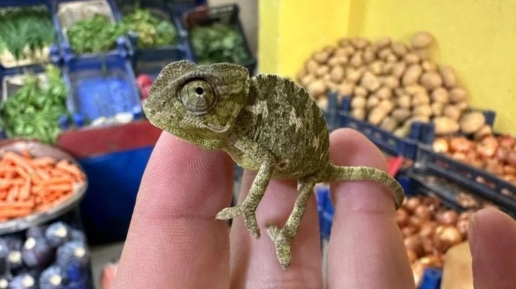 Tokat'ta ilginç olay! Mandalina poşetinden bukelamun çıktı