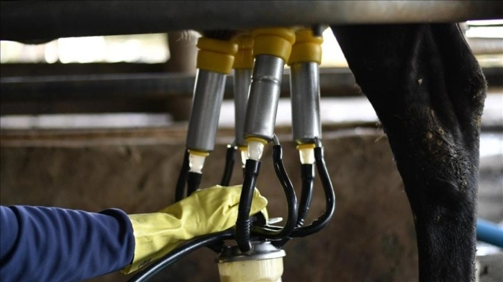 Toplanan inek sütü miktarı nisanda yıllık bazda yüzde 9,2 arttı