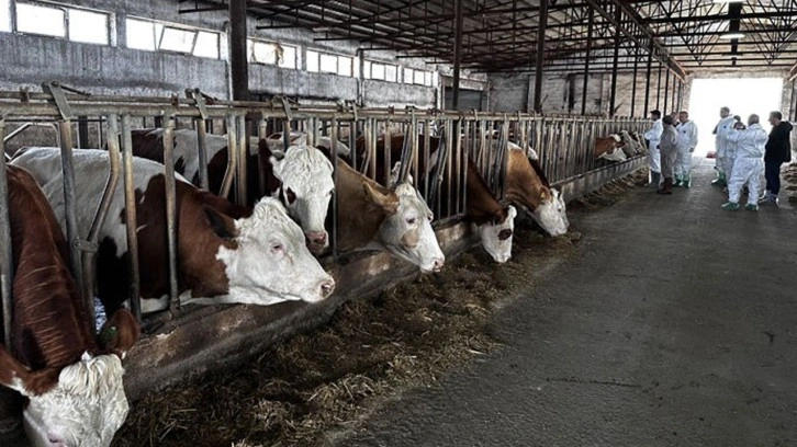 Trabzon’da Kurban Bayramı öncesi şap paniği: Hayvan giriş çıkışı yasaklandı