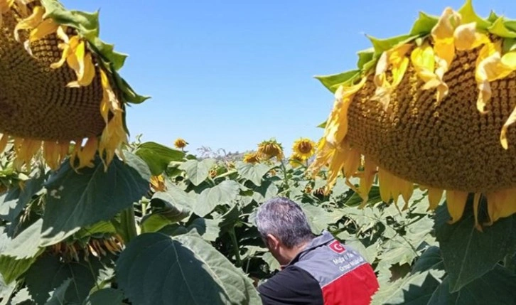 Trakya’da başlayan tırtıl istilası sekiz kente yayıldı: Veriler Tarım Bakanlığı'nı yalanladı