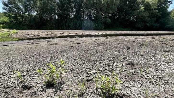 Tunca Nehri'nin debisinin düşmesi çeltik üreticilerini olumsuz etkiliyor