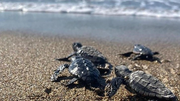 Türkiye'de bu yıl 14 bin 807 yavru deniz kaplumbağası denize ulaştı