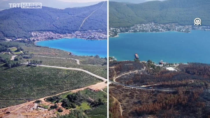 Türkiye'de Yanan Ormanlar, Yenilenmeye Başladı [Video]