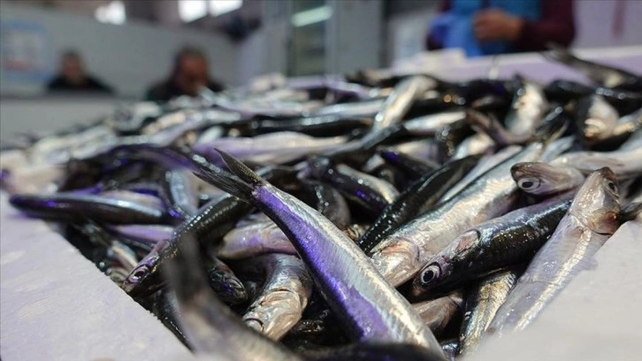 Türkiye denizlerinde son 10 yılda en fazla hamsi avlandı