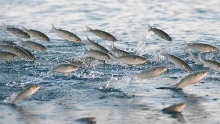 Türkiye'nin deniz ve tatlı su balıkları 