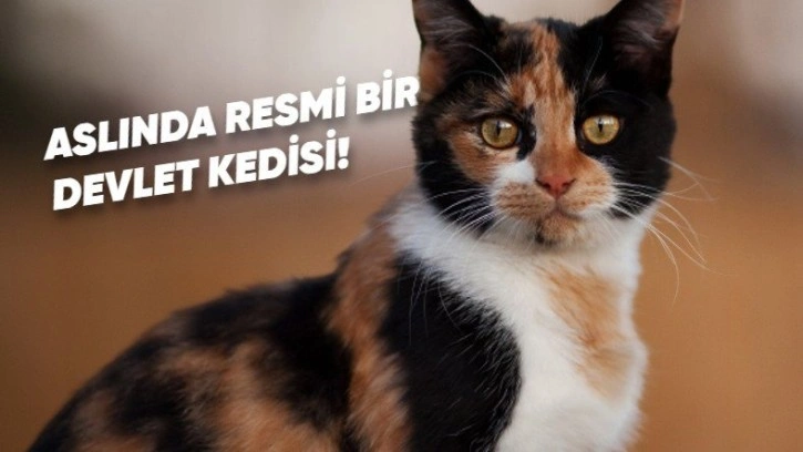 Üç Renkli Kedi Türü Calico Hakkında Gerçekler