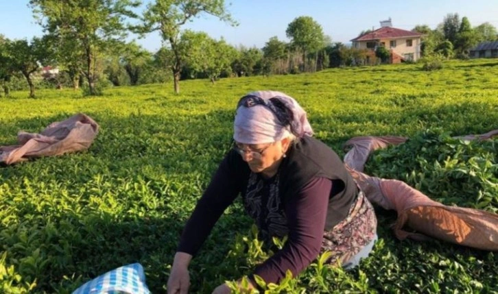 Üretici alım fiyatları nedeniyle ÇAYKUR yerine özel sektörü tercih ediyor