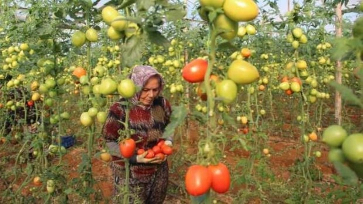 Üreticiden büyükşehirlerdeki domates fiyatına tepki