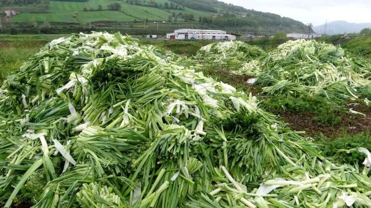 Üreticinin elinde kalan tonlarca pırasalar boş araziye atıldı