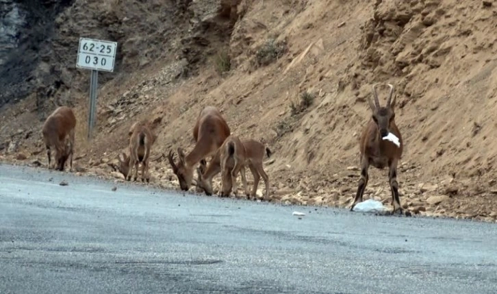 Uzmanından yaban hayvanları için uyarı: Doğaya atılan çöpler avcılık kadar tehlikeli