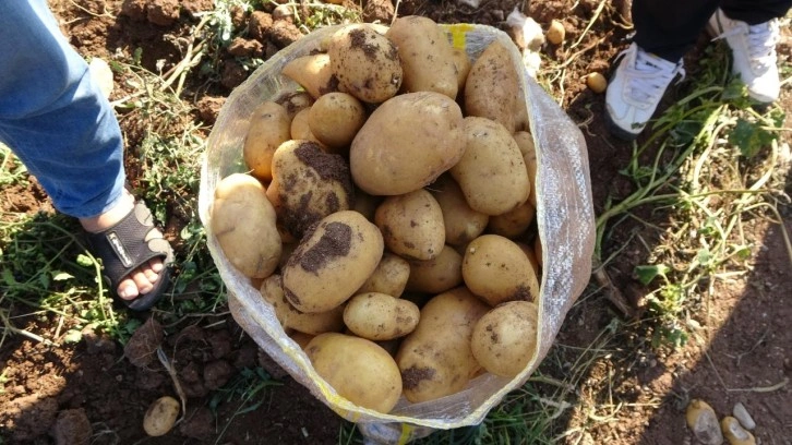 Verim ve kaliteden memnun kalan patates üreticileri, tarla satış fiyatını düşük buldu